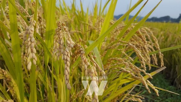 전남 순천시(시장 노관규)는 농업·농촌의 공익기능 증진과 농업인의 소득안정 도모를 위해 기본형 공익직불금 193억 원을 지급대상자(농업법인 포함) 15,359명에게 12월 초부터 순차적으로 지급한다