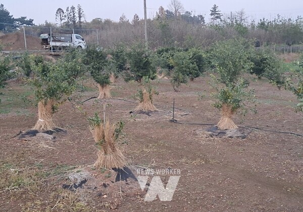 전남 고흥군(군수 공영민)은 겨울철 재해 상황에 사전 대비하기 위해 농업재해 대책 상황실을 설치·운영하며 총력을 기울이고 있다.