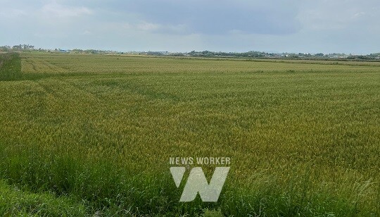 농작물 재해보험- 밀 재배단지(해남)