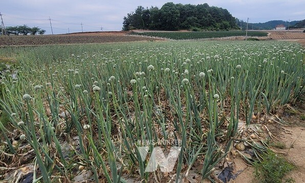 농작물 피해- 양파 생육불량