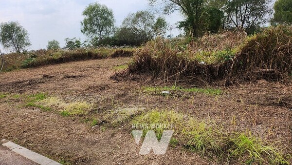 서창억새축제 개막 20분 현장사진, 억새축제 현장사진(사진=김수영 의원 제공)
