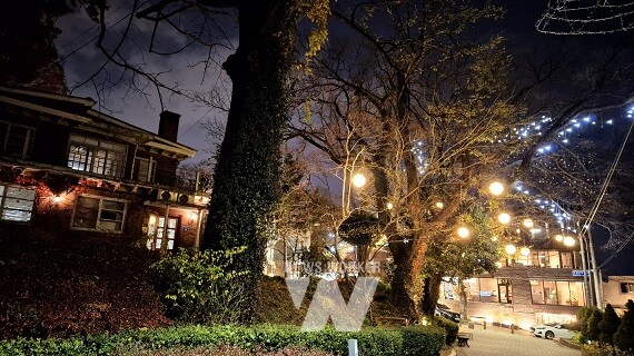 양림동 호랑가시나무