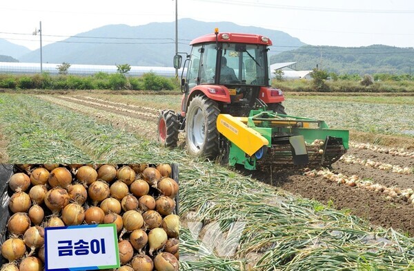 양파 신품종 개발 및 가공제품 사업화 브리핑양파 기계수확(금송이)