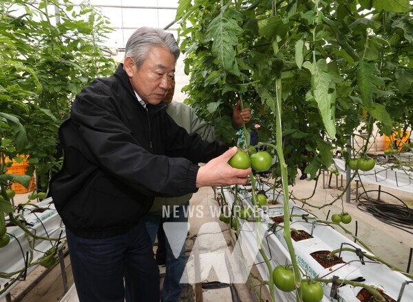 11일 강호동 농협중앙회장이 경남 사천시 소재 토마토 재배농가를 찾아 생육상황을 점검하고 있다.