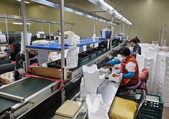 딸기 공동선별 과정