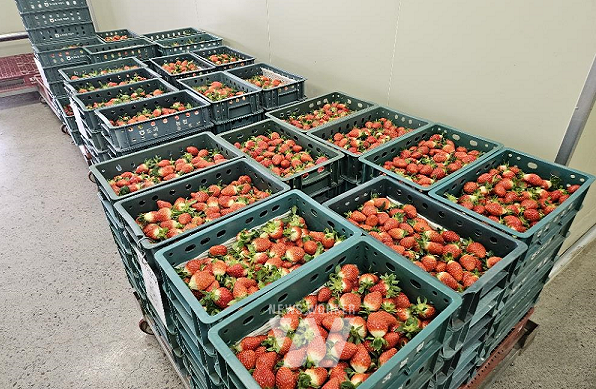 선별을 기다리는 수확된 딸기