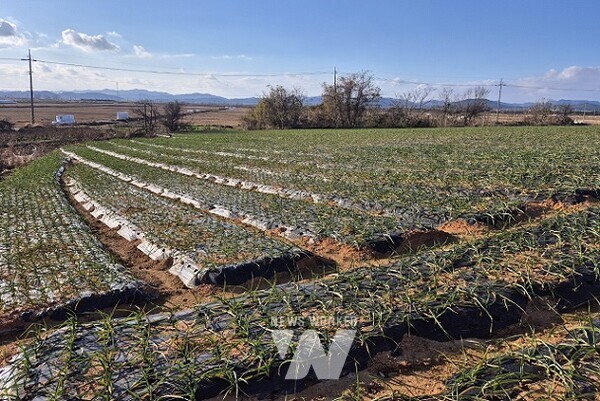 영암군 시종면 마늘 계약재배 단지