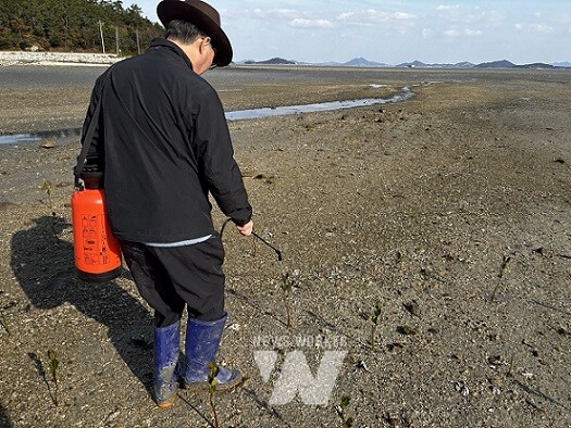 맹그로브 저온피해 방지 작업