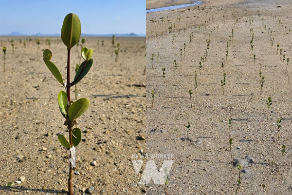 도초 죽연리 갯벌에 식재한 2024년 12월 10일 현재 맹그로브 전경