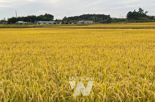 벼 재배단지