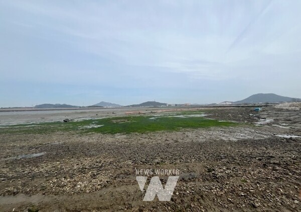 영암군 용당리 갯벌