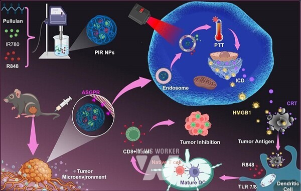 전남대 박인규 교수팀, 나노입자로 혁신적인 간암 치료법 개발(모식도)