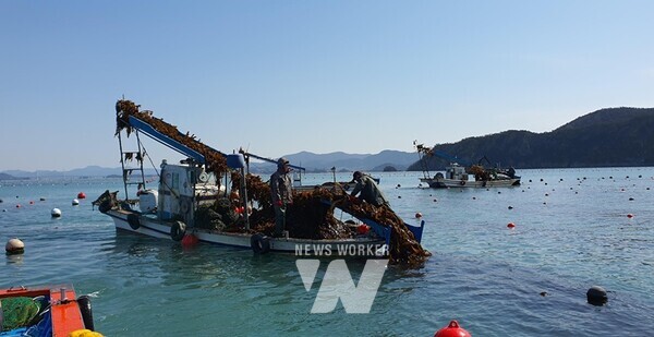 해조류 채취 작업 장면