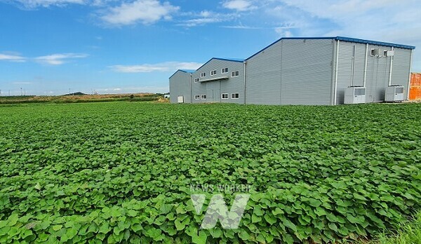친환경농업 육성- 전남 친환경고구마 단지