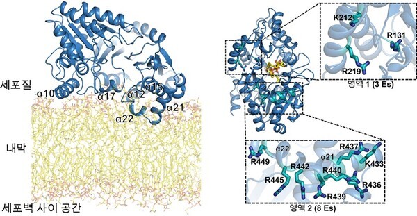효소-세포막 결합 상호작용 부위.