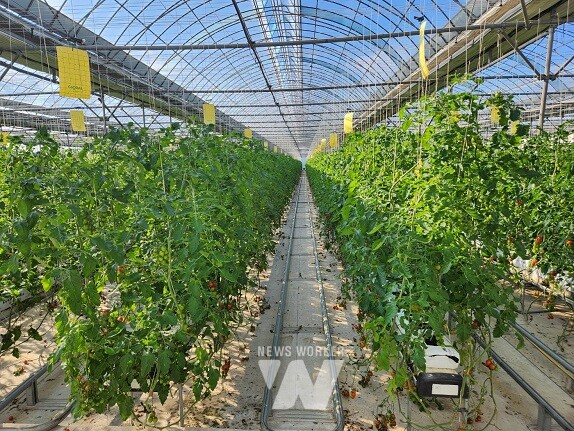 농업 분야 달라지는 제도와 시책- 방울토마토 재배