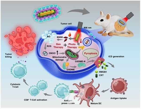 TAGNO 금나노입자 기반 광·가스·면역 삼중 항암 치료법 모식도