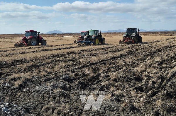 왕우렁이 월동피해 예방-논 깊이갈이 시연
