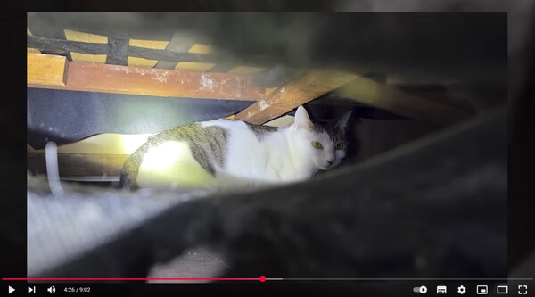 [사진=고양이탐정:원룸사는 고양이 유튜브 채널 영상 '고양이를 찾아드렸는데 법대로 하라는 의뢰인' 캡처]