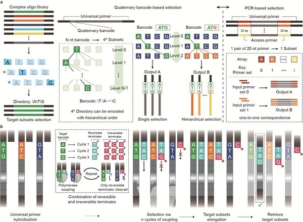 순환적 DNA 합성 및 선택 기술의 개요.
