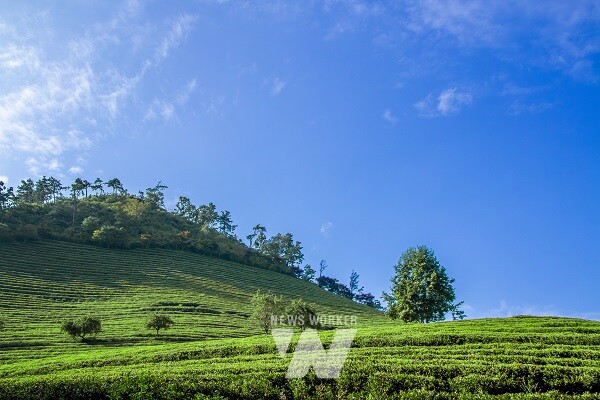 추천관광지- 보성 대한다원