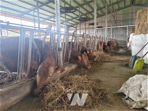 전라남도는 축산농가의 사료 직거래 활성화와 경영 부담을 완화하기 위해 2025년 만기가 도래하는 사료구매자금에 대해 한·육우 농가를 대상으로 1년간 상환기간을 연장한다