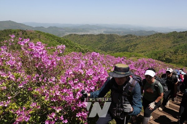 철쭉이 피면 보성군으로! 5만여 명 발길 이끈 ‘일림산 철쭉문화행사’ 관광객들이 일림산 산 능선을 따라 등산하고 있다.