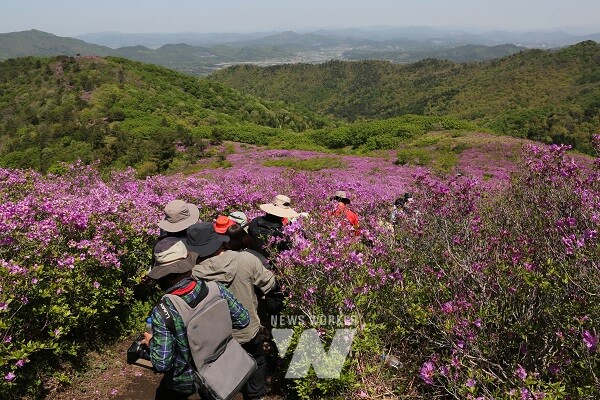 철쭉이 피면 보성군으로! 5만여 명 발길 이끈 ‘일림산 철쭉문화행사’ 관광객들이 일림산 산 능선을 따라 하산하고 있다.
