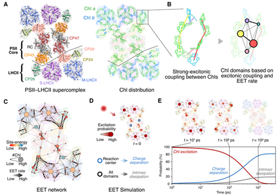 광계II-집광안테나복합체를 네트워크 구조로 구축하고 엽록소 사이의 에너지 전달 기작을 분석한 연구 모식도. 시간에 따라 태양에서 흡수한 빛이 광합성을 통해 식물이 사용 가능한 에너지로 전환되는 과정을 분석한다.