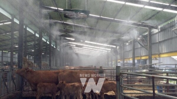 전라남도는 여름철 폭염에 대비해 12일부터 2주간 가축 폭염 피해 예방 대책 추진상황 일제점검에 나선다