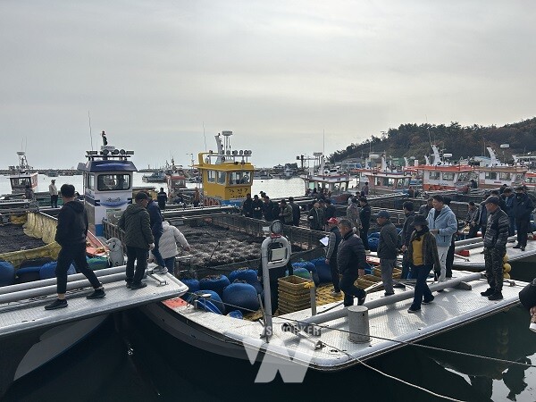 물김- 김 위판장(진도 수품항 접도위판장)