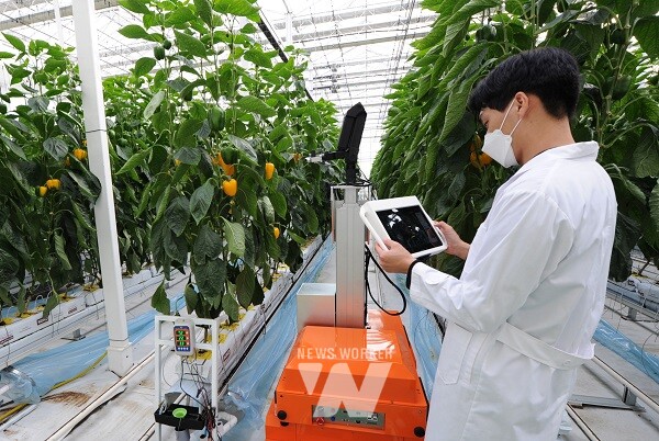 로봇 활용 작물 생육 측정 및 수확량 예측