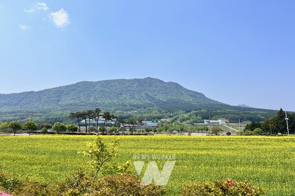 장흥군 안양 기산마을이 노란 유채꽃으로 물들며 봄철 관광객들의 마음을 사로잡고 있다.