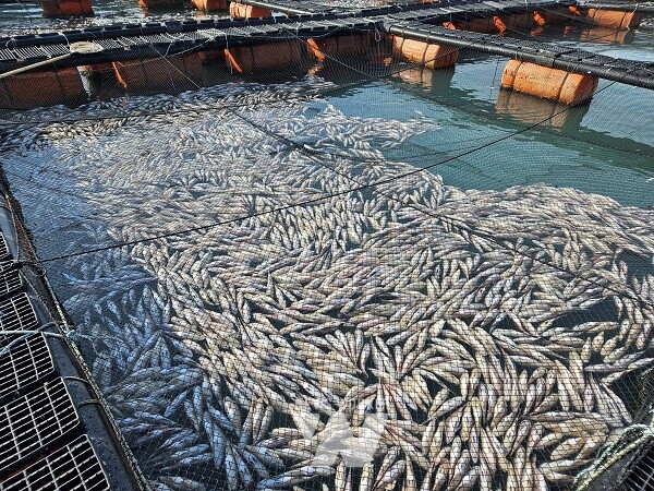 저수온 피해 양식장