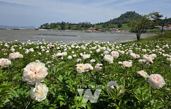 신안군은 하의면 옥도에서 ‘치유의 꽃 정원’을 주제로 작약꽃 축제의 첫걸음을 내디뎠다