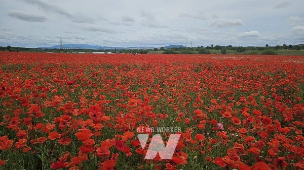 영산강 둔치체육공원에 조성한 꽃양귀비 단지(사진제공-나주시)