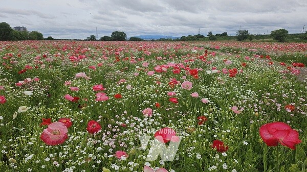 영산강 들섬에 조성한 형형색색 꽃양귀비 단지(사진제공-나주시)