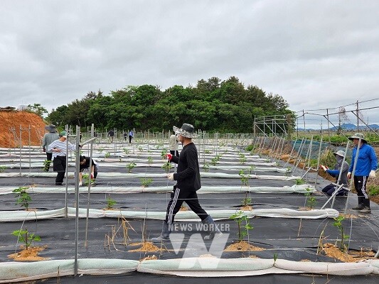 영암읍 무화과 농가 일손돕기