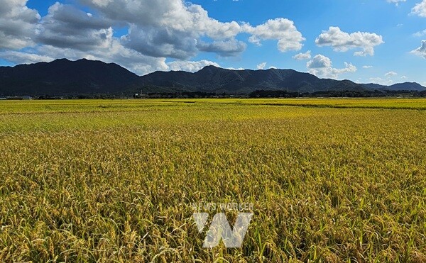 친환경벼 집적화단지(영암)