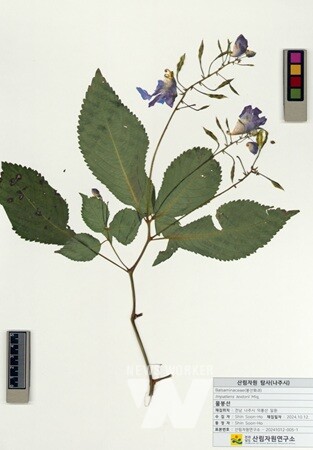 자생식물 표본전시-물봉선