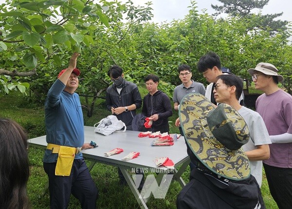 전라남도 감사관실 공직자 영암 단감농가 일손돕기