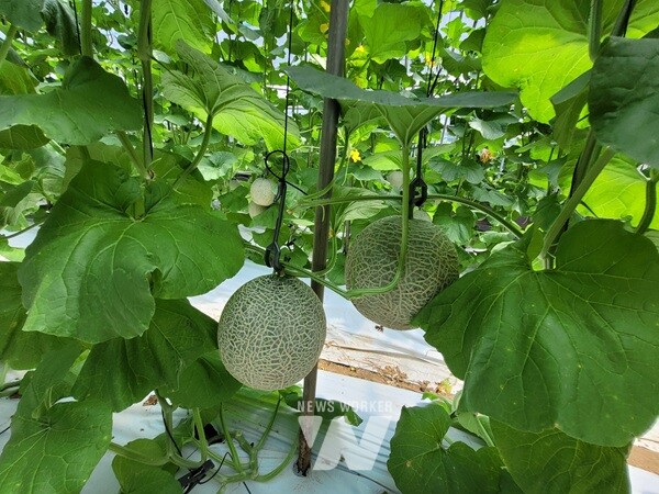 친환경농산물 품목 다양화- 멜론(순천)