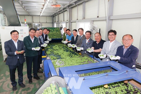 광양시는 지난 26일 다압농협 매실선별장에서 ‘2025년산 광양매실 첫 출하식’을 개최하고, 본격적으로 광양매실을 출하한다