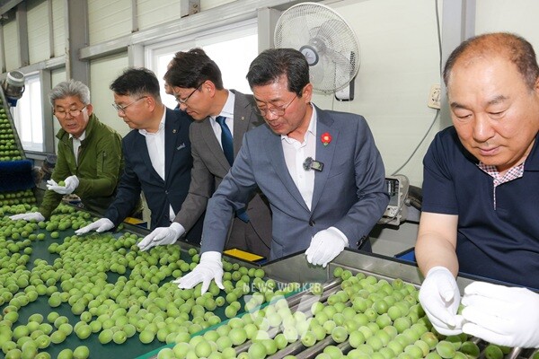 광양시는 다압농협 매실선별장에서 ‘2025년산 광양매실 첫 출하식’을 개최하고, 본격적으로 광양매실을 출하한다