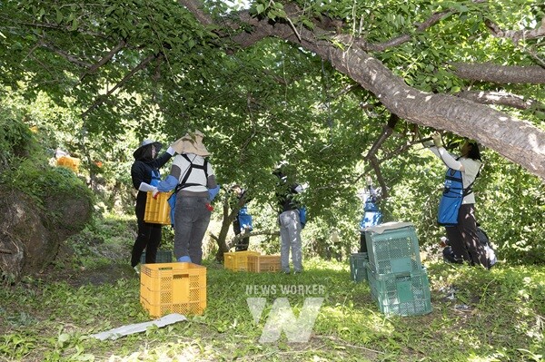 광양경자청, 농번기 맞아 매실농가 일손돕기