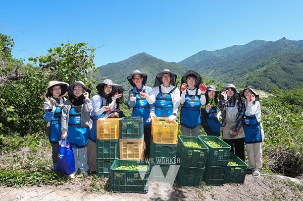 광양만권경제자유구역청(청장 구충곤, 이하 광양경자청)에서는 지난 4일부터 이틀간 인구 감소와 고령화 등으로 일손이 부족한 농가를 대상으로 일손 돕기에 나섰다