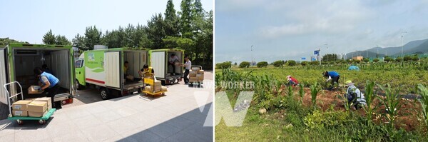 여수·광양지역 푸드뱅크 트럭에 기부 받은 감자 300박스를 싣고 있다./지역 어르신들이 감자 수확