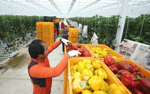 탐진들 파프리카