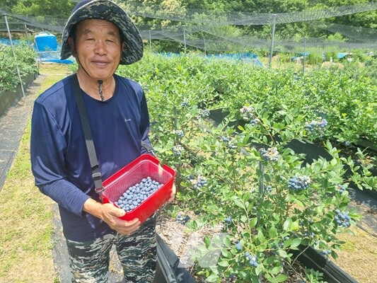 블루베리 수확 모습