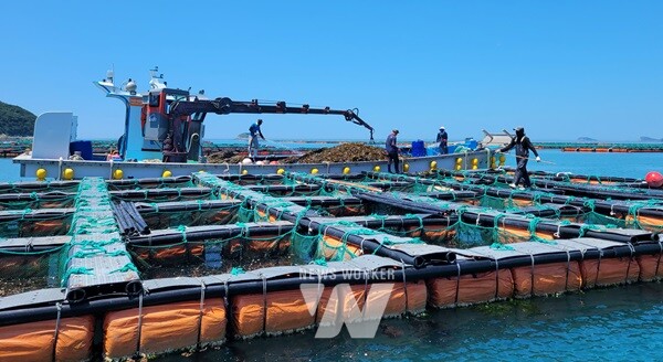 완도 보길도 전복양식장